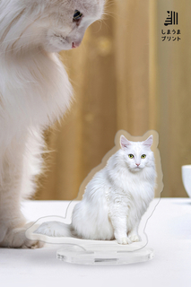 しまうまプラス 1000x1500.jpg