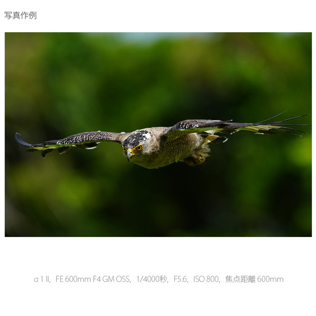 ソニー α1 II ボディ [ILCE-1M2] 写真作例2