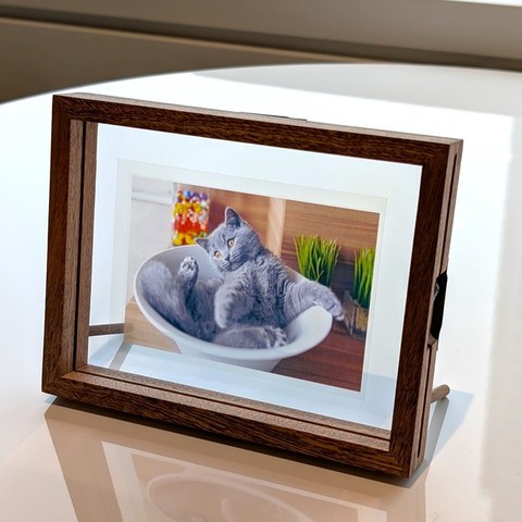 透明写真_猫_子猫